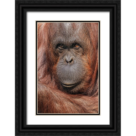 Orangutan-Pongo-native to Borneo and Sumatra Black Ornate Wood Framed Art Print with Double Matting by Jones, Adam