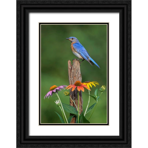 Male Eastern bluebird on old fence post with cone flowers Black Ornate Wood Framed Art Print with Double Matting by Jones, Adam