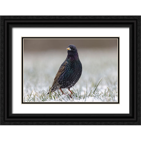 Common starling Black Ornate Wood Framed Art Print with Double Matting by Jones, Adam