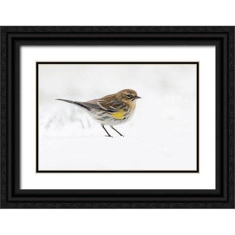 Yellow-rumped warbler on the ground feeding in winter Black Ornate Wood Framed Art Print with Double Matting by Jones, Adam