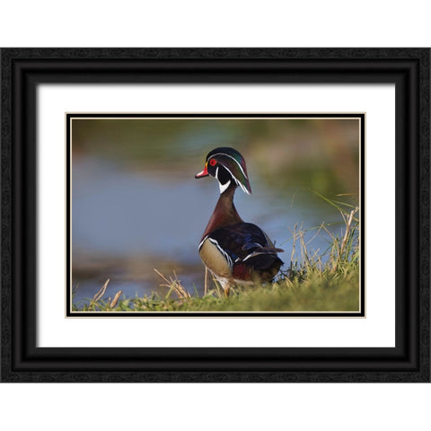 Male wood duck-blue jay Black Ornate Wood Framed Art Print with Double Matting by Jones, Adam