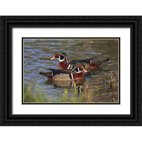 Male wood duck-blue jay Black Ornate Wood Framed Art Print with Double Matting by Jones, Adam