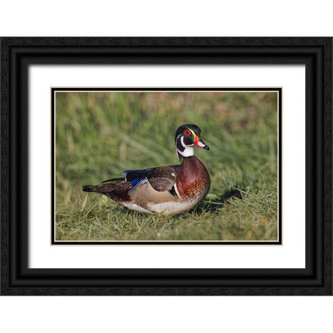 Male wood duck, Black Ornate Wood Framed Art Print with Double Matting by Jones, Adam