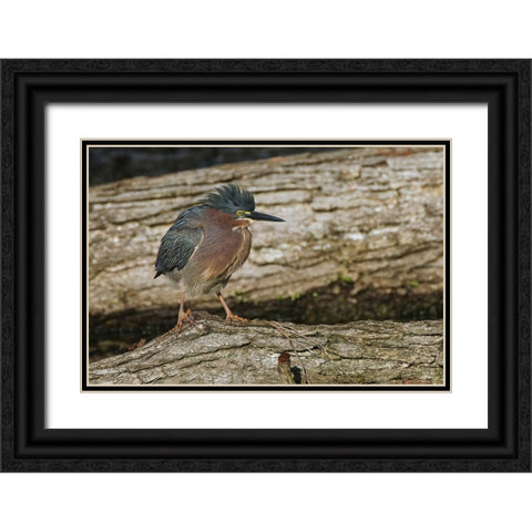 Green heron Black Ornate Wood Framed Art Print with Double Matting by Jones, Adam