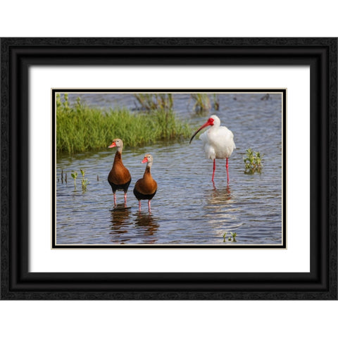 Pair of Black-bellied whistling ducks and White ibis-South Padre Island Black Ornate Wood Framed Art Print with Double Matting by Jones, Adam