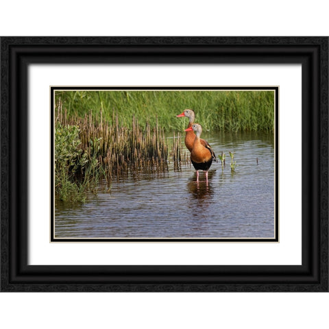 Pair of Black-bellied whistling ducks-South Padre Island Black Ornate Wood Framed Art Print with Double Matting by Jones, Adam