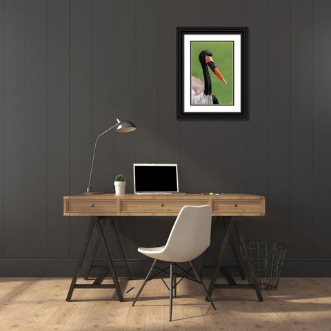 Female Saddle-billed stork Black Ornate Wood Framed Art Print with Double Matting by Jones, Adam