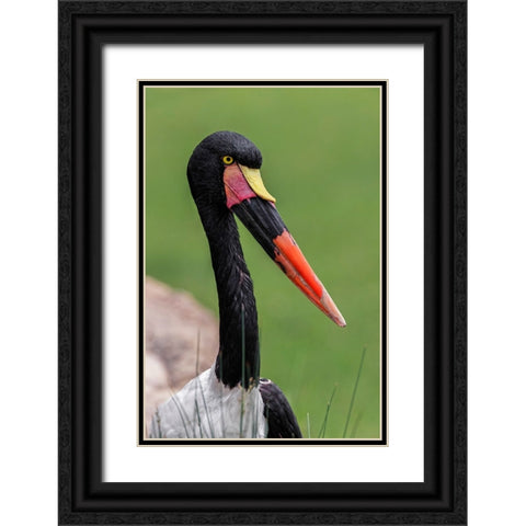 Female Saddle-billed stork Black Ornate Wood Framed Art Print with Double Matting by Jones, Adam