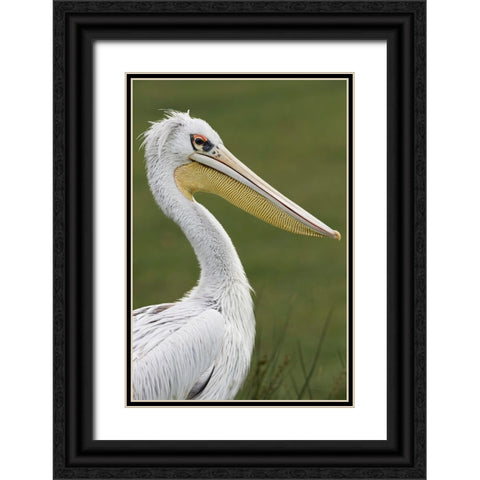 Pink-backed Pelican Black Ornate Wood Framed Art Print with Double Matting by Jones, Adam