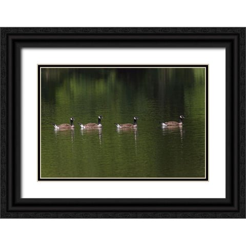 Canada geese swimming together Black Ornate Wood Framed Art Print with Double Matting by Jones, Adam