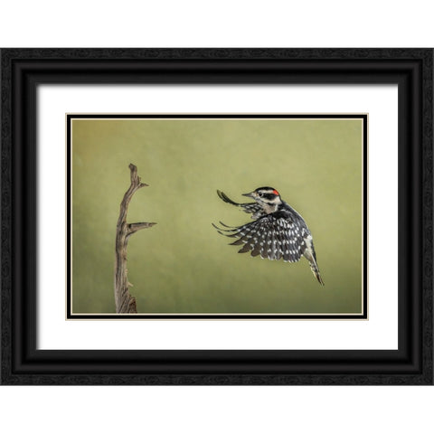Downy woodpecker flying Black Ornate Wood Framed Art Print with Double Matting by Jones, Adam