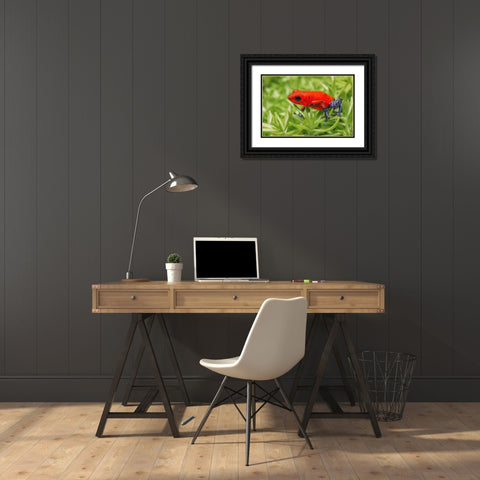 Blue-jeans frog-Strawberry poison dart frog Black Ornate Wood Framed Art Print with Double Matting by Jones, Adam
