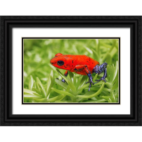 Blue-jeans frog-Strawberry poison dart frog Black Ornate Wood Framed Art Print with Double Matting by Jones, Adam