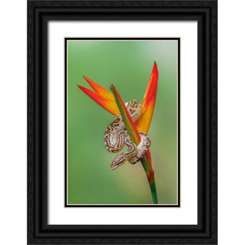 Ball python Black Ornate Wood Framed Art Print with Double Matting by Jones, Adam