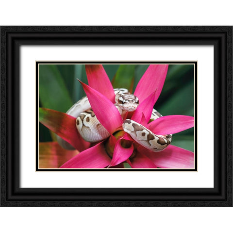 Ball python Black Ornate Wood Framed Art Print with Double Matting by Jones, Adam