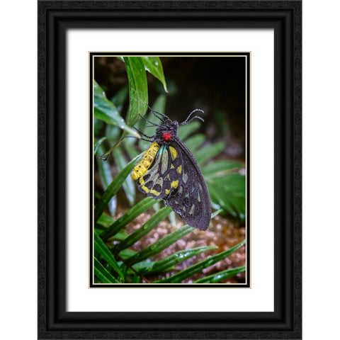 Common green birdwing-Cape York Birdwing Black Ornate Wood Framed Art Print with Double Matting by Jones, Adam