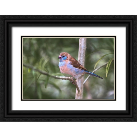 Female Red-cheeked cordon-bleu Black Ornate Wood Framed Art Print with Double Matting by Jones, Adam