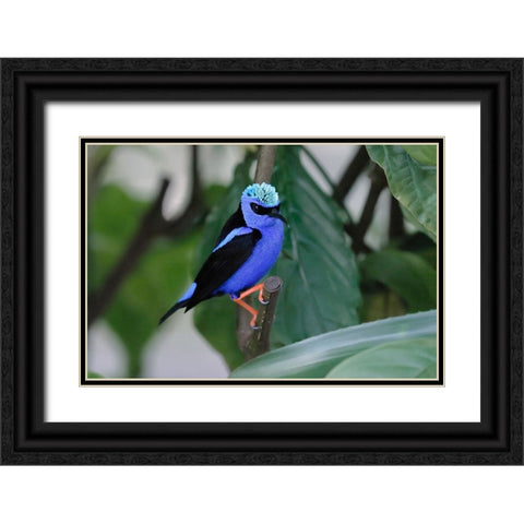 Red-legged honeycreeper Black Ornate Wood Framed Art Print with Double Matting by Jones, Adam
