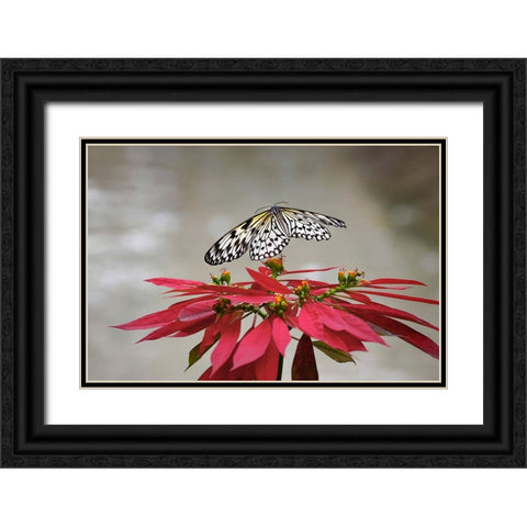 Paper kite or Large tree nymph butterfly flying Black Ornate Wood Framed Art Print with Double Matting by Jones, Adam
