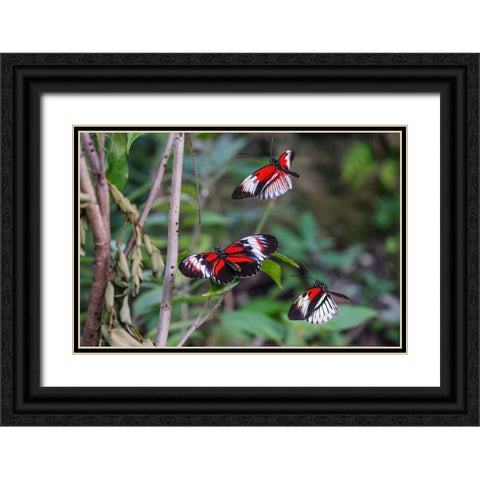 Piano key or Postman butterflies flying Black Ornate Wood Framed Art Print with Double Matting by Jones, Adam