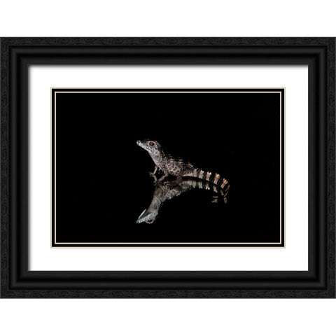 Crocodile Gecko-Moorish Gecko Black Ornate Wood Framed Art Print with Double Matting by Jones, Adam