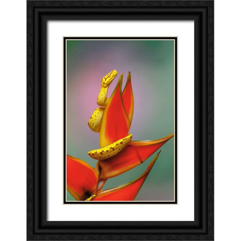 Juvenile Green tree python Black Ornate Wood Framed Art Print with Double Matting by Jones, Adam