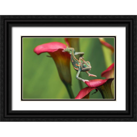 Veiled chameleon Black Ornate Wood Framed Art Print with Double Matting by Jones, Adam