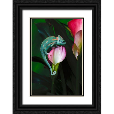 Veiled chameleon Black Ornate Wood Framed Art Print with Double Matting by Jones, Adam