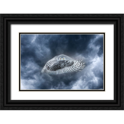 Canada-Composite of female snowy owl in flight Black Ornate Wood Framed Art Print with Double Matting by Jaynes Gallery