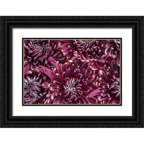 Chrysanthemums (mums). Black Ornate Wood Framed Art Print with Double Matting by Jaynes Gallery