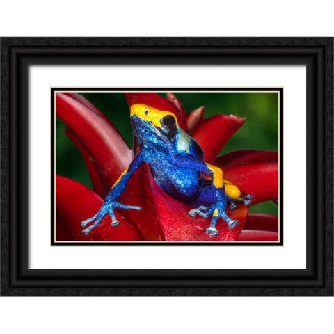 Close-up of poison dart frog on plant. Black Ornate Wood Framed Art Print with Double Matting by Jaynes Gallery