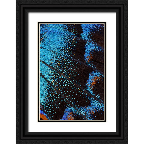 Red-spotted purple butterfly-Limenitis arthemis Black Ornate Wood Framed Art Print with Double Matting by Gulin, Darrell