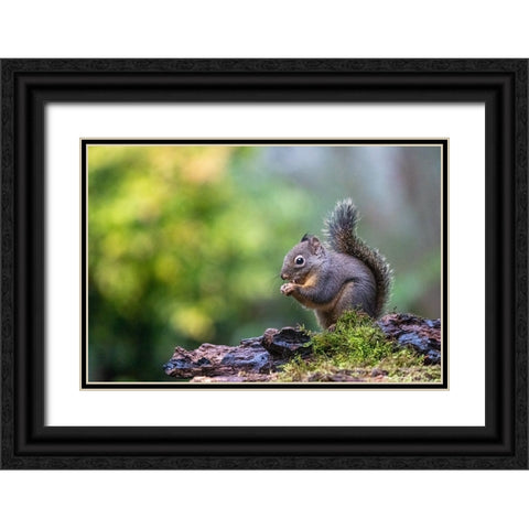Douglas Squirrel standing on a log eating a nut Black Ornate Wood Framed Art Print with Double Matting by Horton, Janet