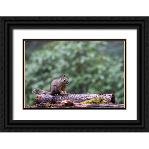 Douglas Squirrel standing on a log Black Ornate Wood Framed Art Print with Double Matting by Horton, Janet