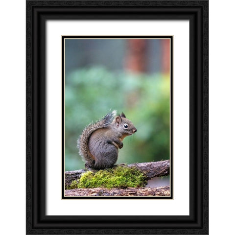 Douglas Squirrel standing on a log Black Ornate Wood Framed Art Print with Double Matting by Horton, Janet