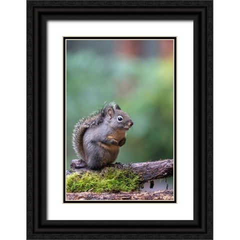 Douglas Squirrel standing on a log Black Ornate Wood Framed Art Print with Double Matting by Horton, Janet