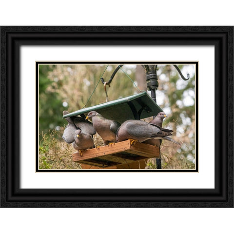 Flock of Band-tailed Pigeons cramming into a birdfeeder Black Ornate Wood Framed Art Print with Double Matting by Horton, Janet