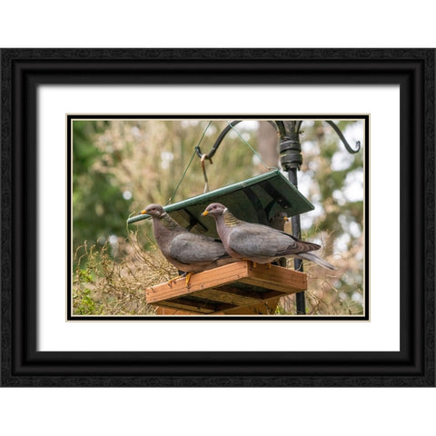 Two Band-tailed Pigeons in a birdfeeder Black Ornate Wood Framed Art Print with Double Matting by Horton, Janet