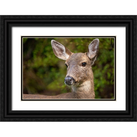 Black-tailed doe Black Ornate Wood Framed Art Print with Double Matting by Horton, Janet