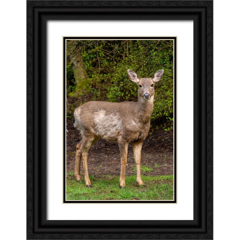 Black-tailed doe with mange Black Ornate Wood Framed Art Print with Double Matting by Horton, Janet