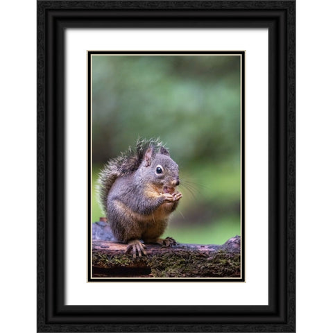 Douglas Squirrel standing on a log eating a peanut Black Ornate Wood Framed Art Print with Double Matting by Horton, Janet