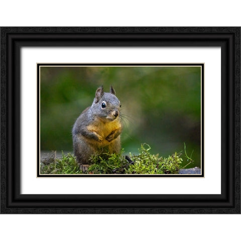 Douglas Squirrel standing on back paws on a moss-covered log Black Ornate Wood Framed Art Print with Double Matting by Horton, Janet
