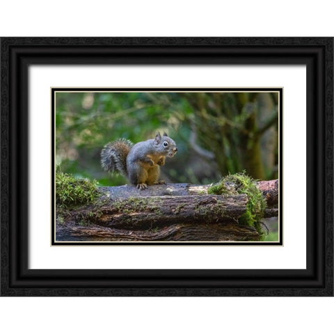 Douglas Squirrel vocalizing on a moss-covered log Black Ornate Wood Framed Art Print with Double Matting by Horton, Janet