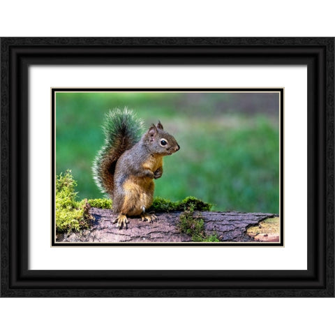 Douglas Squirrel standing on back paws on a moss-covered log Black Ornate Wood Framed Art Print with Double Matting by Horton, Janet