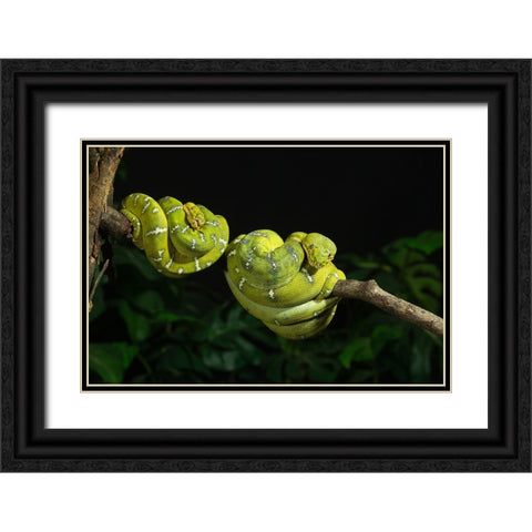 Emerald tree boa coiled- captive- native to South America Black Ornate Wood Framed Art Print with Double Matting by McDonald, Joe and Maryann