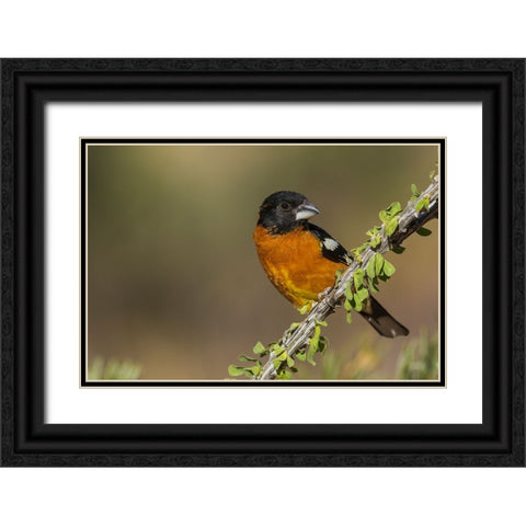 Black-headed grosbeak Black Ornate Wood Framed Art Print with Double Matting by Archer, Ken
