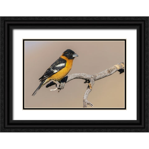Black-headed grosbeak Black Ornate Wood Framed Art Print with Double Matting by Archer, Ken