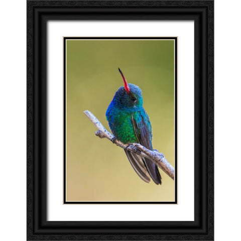 Broad-billed hummingbird Black Ornate Wood Framed Art Print with Double Matting by Archer, Ken