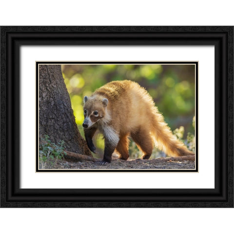 Coatimundi Black Ornate Wood Framed Art Print with Double Matting by Archer, Ken