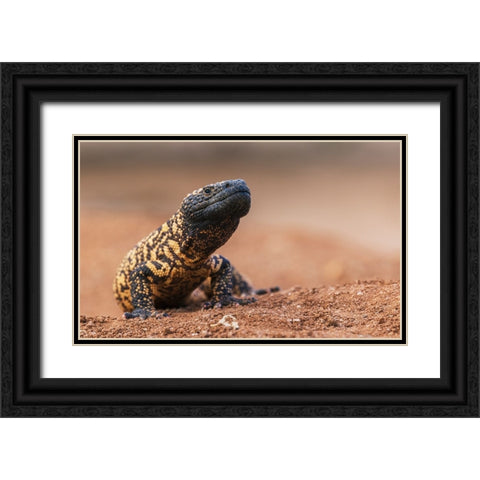 Gila monster Black Ornate Wood Framed Art Print with Double Matting by Archer, Ken